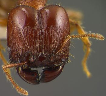 Media type: image;   Entomology 34391 Aspect: head frontal view